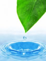leaf-water-droplet